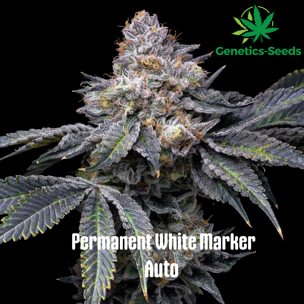 Permanent Whitemarker Auto