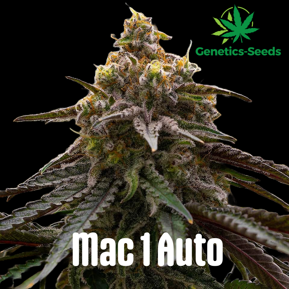 MAC 1 Auto