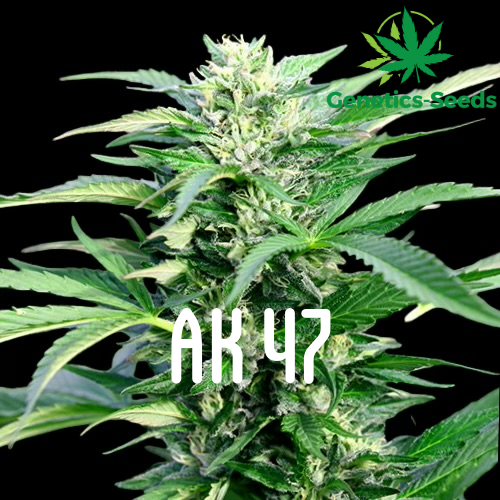 AK-47