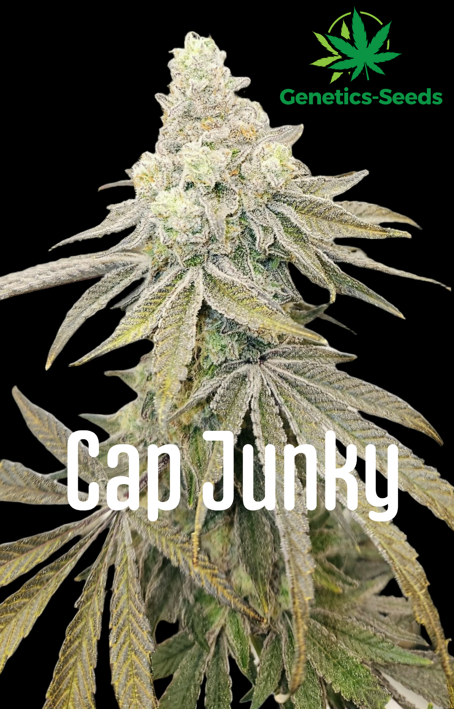 Cap Junky