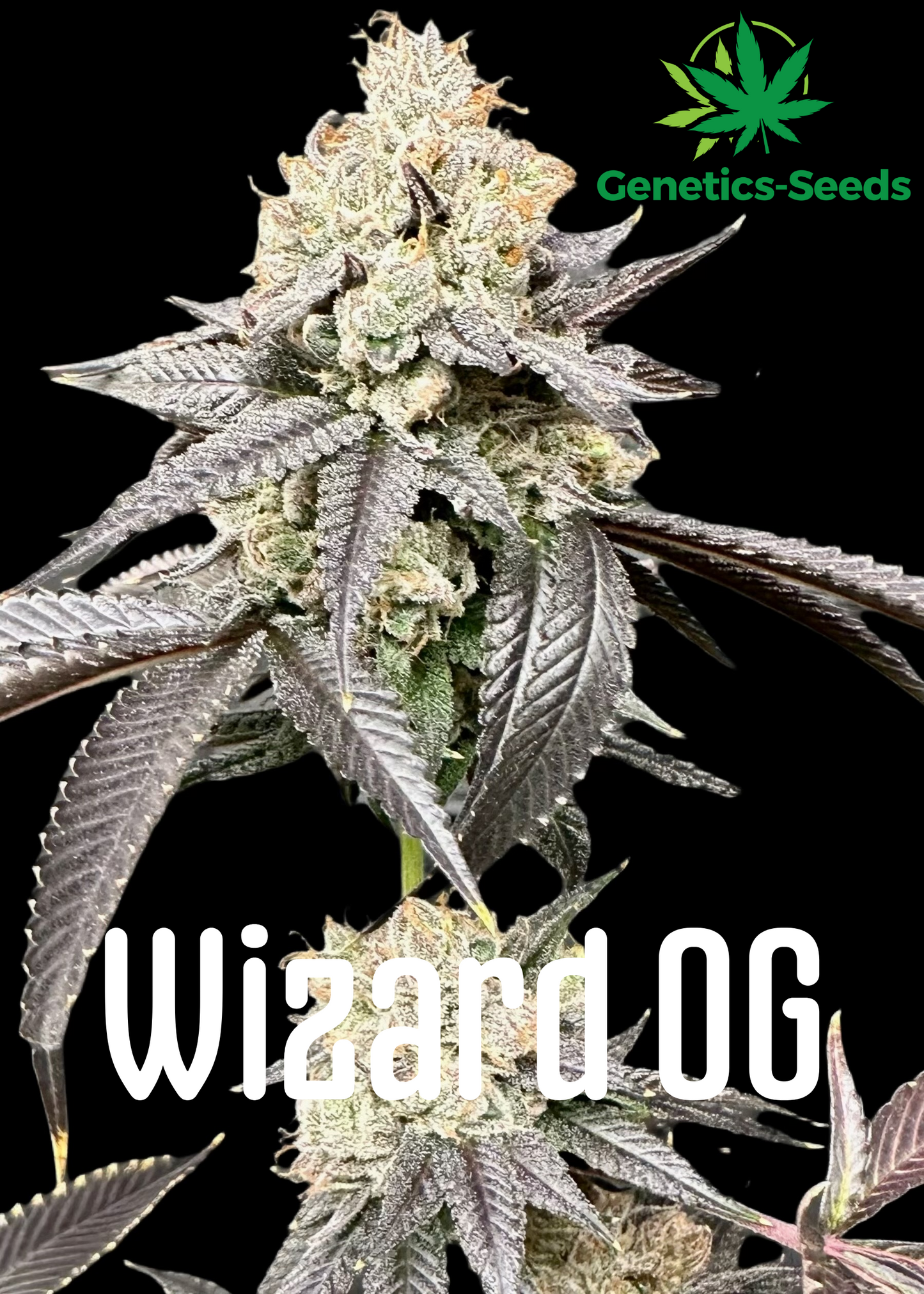 Wizard OG