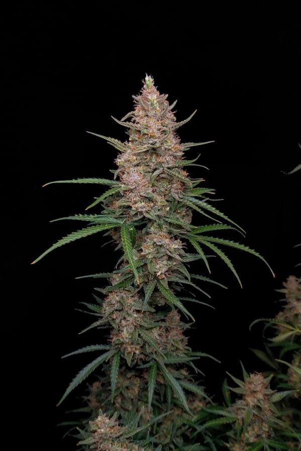 Sour Jealousy Auto™