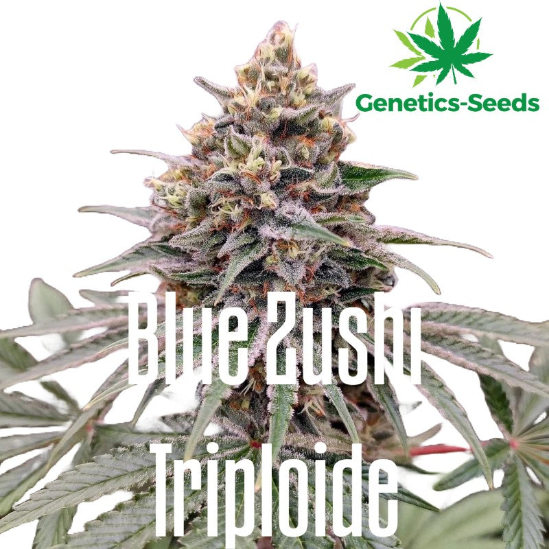 Blue Zushi Triploide