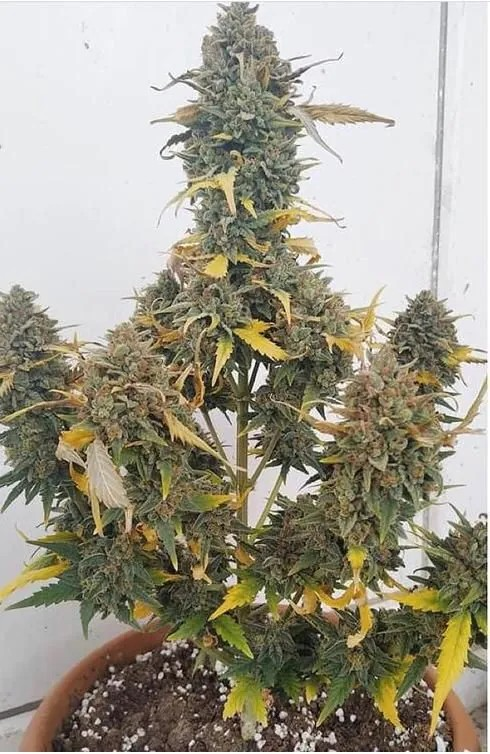 Grapefruit x Bubblegum Triploide