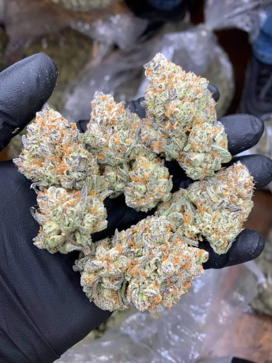 Mimosa Gushers Triploide