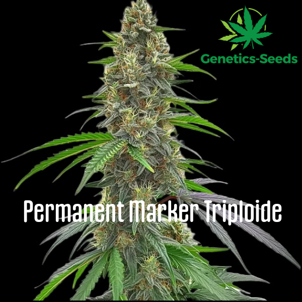 Permanent Marker Triploide