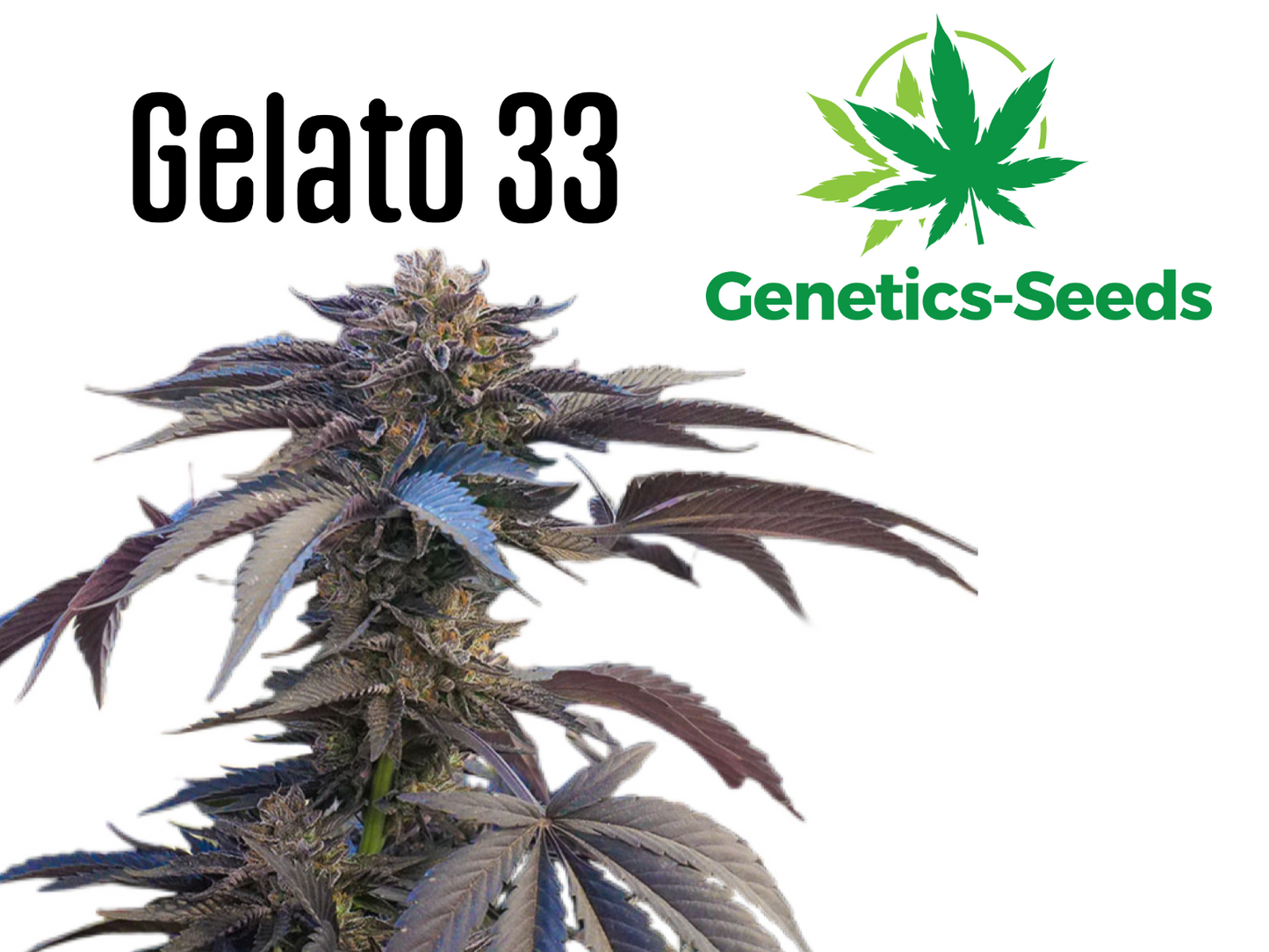 Gelato #33