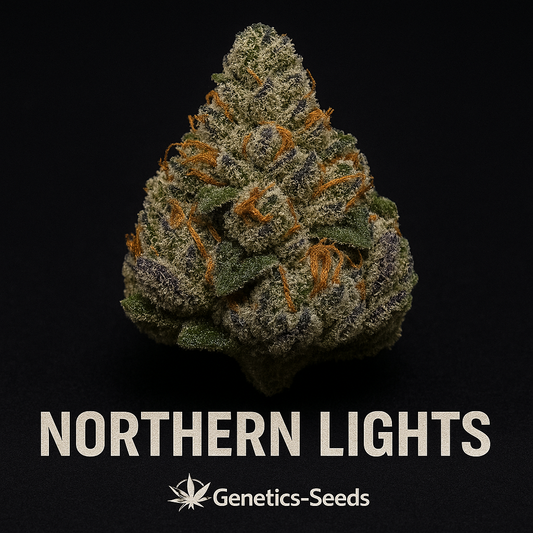 Northern Lights