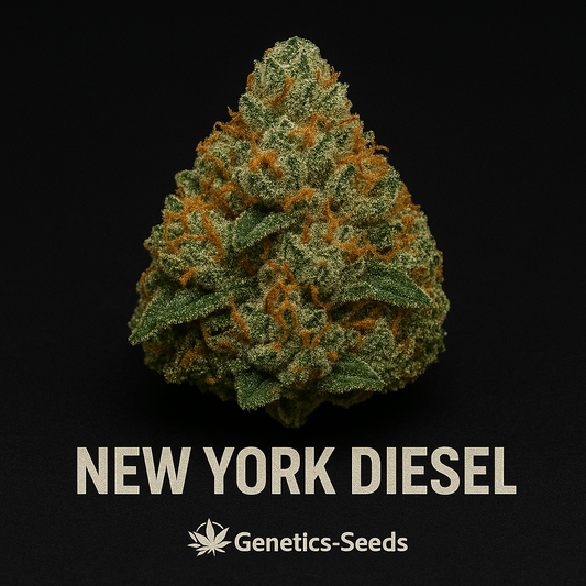 New York Diesel