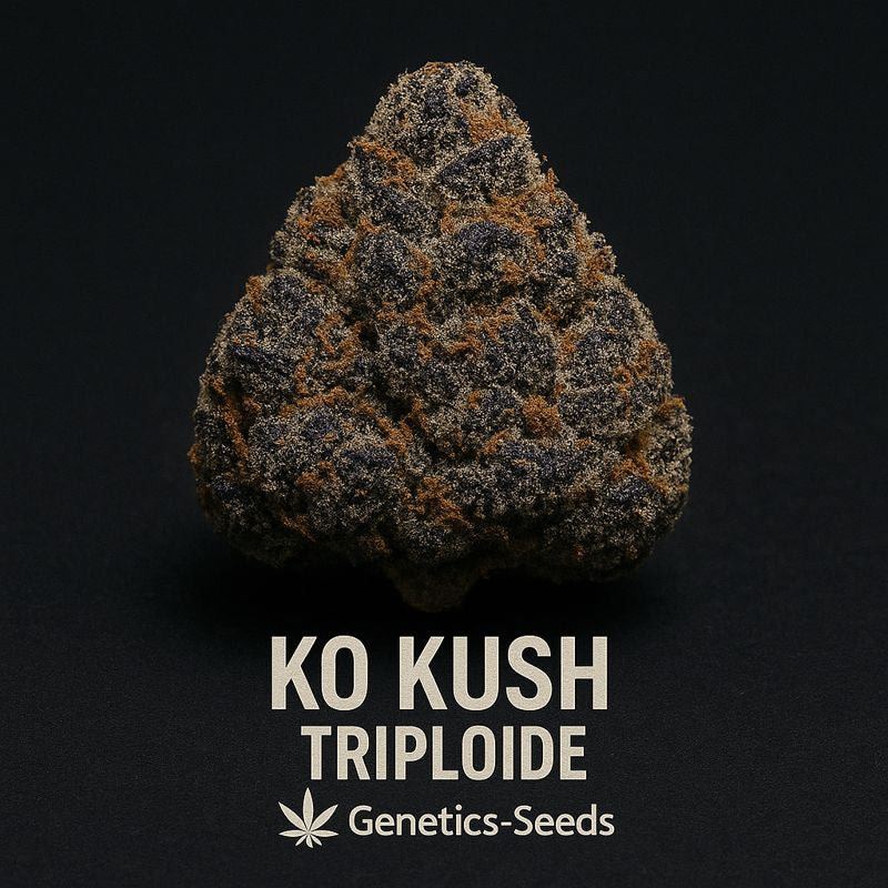 KO Kush Triploide