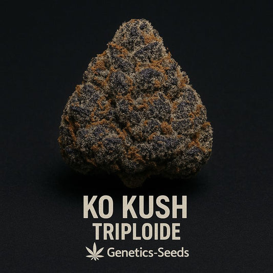 KO Kush Triploide