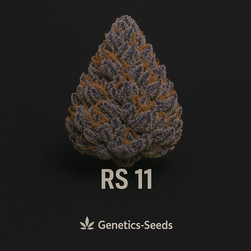 RS 11