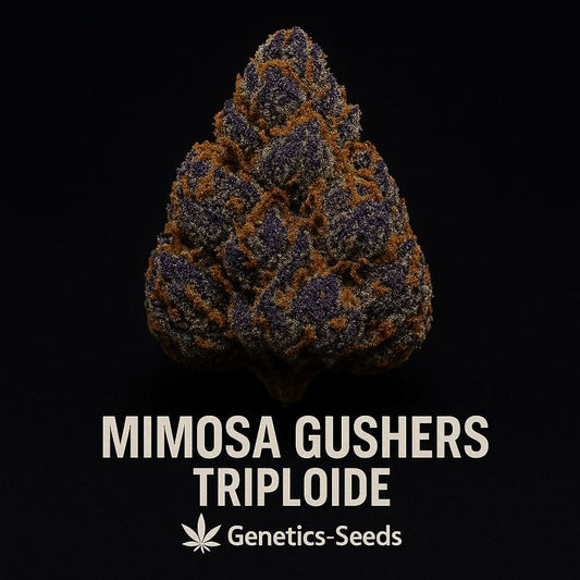 Mimosa Gushers Triploide