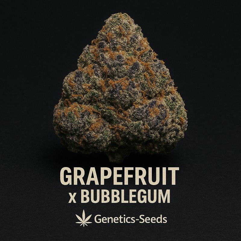 Grapefruit x Bubblegum Triploide