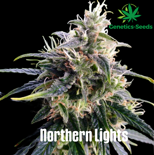 Northern Lights
