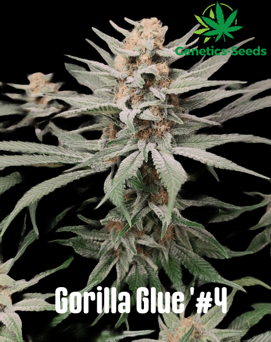 Gorilla Glue #4