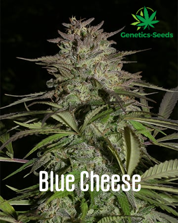 Blue Cheese