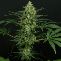 Ripper Seeds - CRIMINAL+