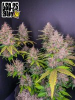 LSD-25 Auto