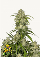 Sour Jealousy Auto™ 1