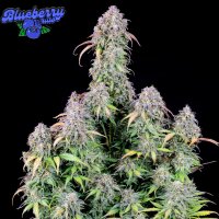 Blueberry Auto