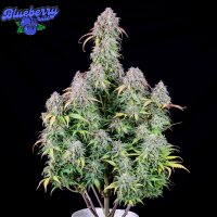 Blueberry Auto